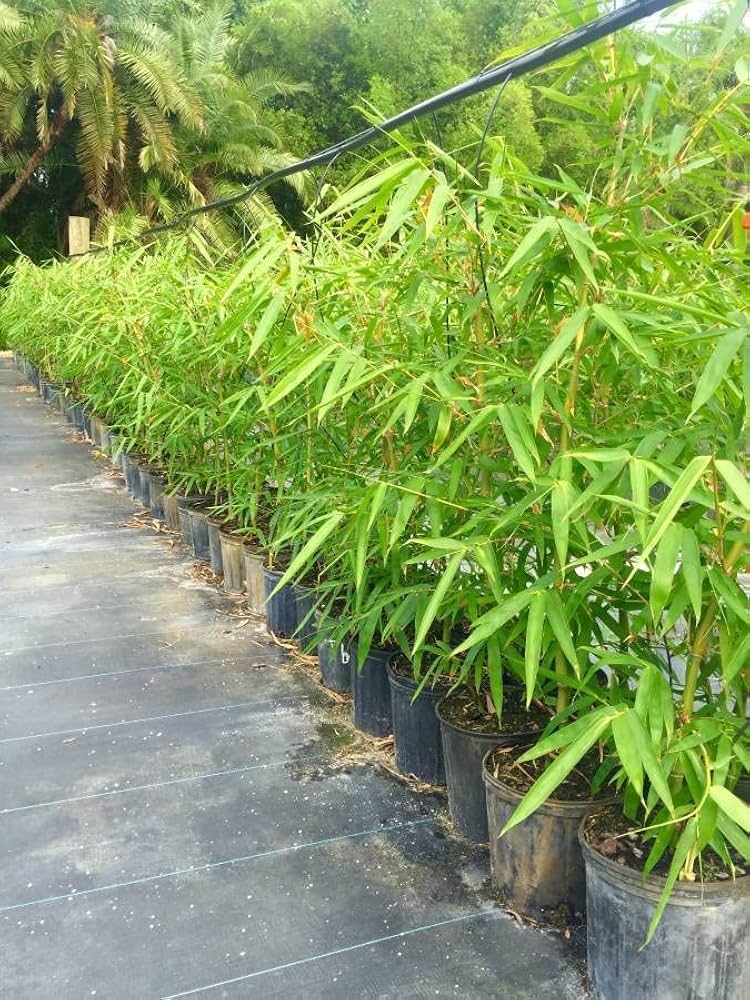 英7” Jimbilin Human Race BAM68 Bamboo /00050 Amazon.com : Dwarf Buddha Belly Bamboo | 2 Live Plants